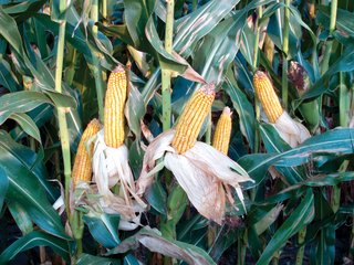 Productive soils, good rental income, 10 acres of woods and stream, 950' road frontage.  Great location just 3 miles Northwest of Fountain City, IN, 15 minutes to Richmond, IN, 7 miles to Lynn, IN.

FULL CROP RIGHTS AVAILABLE FOR 2011.  Current rental income of $8,500 guaranteed cash rent with possible additional production based incentives.  Great investment opportunity.

 - 77 Acre Farm